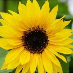 Meet your Posher, Emili